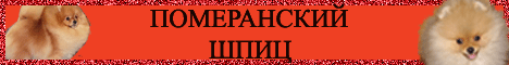 ПОМЕРАНСКИЙ ШПИЦ